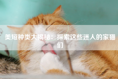 美短种类大揭秘：探索这些迷人的家猫们