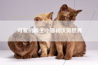 可爱的新生小猫初次见世界