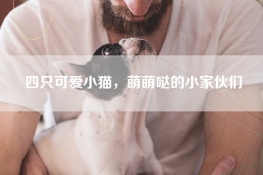 四只可爱小猫，萌萌哒的小家伙们