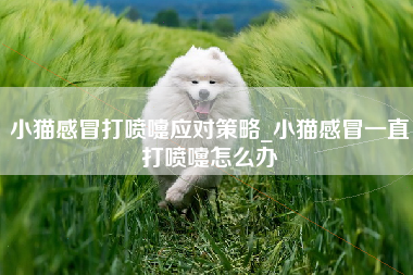 小猫感冒打喷嚏应对策略_小猫感冒一直打喷嚏怎么办