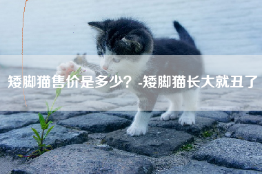 矮脚猫售价是多少？-矮脚猫长大就丑了