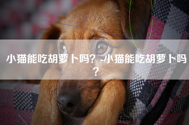 小猫能吃胡萝卜吗？-小猫能吃胡萝卜吗？