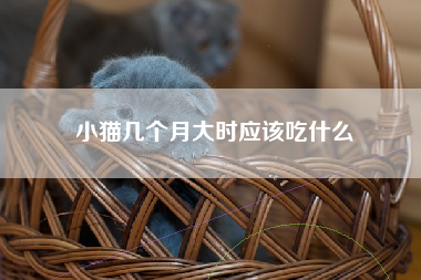 小猫几个月大时应该吃什么