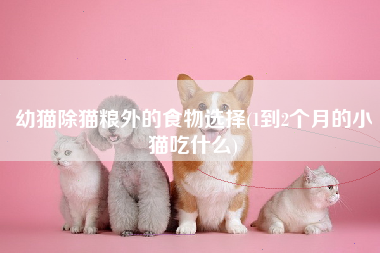 幼猫除猫粮外的食物选择(1到2个月的小猫吃什么)