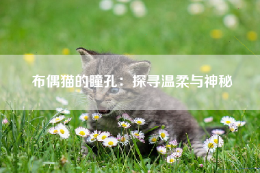 布偶猫的瞳孔：探寻温柔与神秘