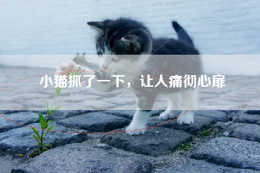 小猫抓了一下，让人痛彻心扉