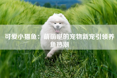 可爱小猫鱼：萌萌哒的宠物新宠引领养鱼热潮