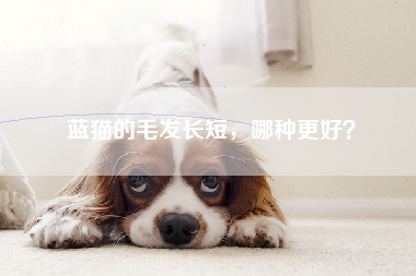 蓝猫的毛发长短，哪种更好？