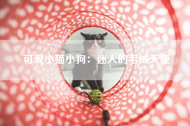 可爱小猫小狗：迷人的毛绒天使