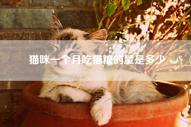 猫咪一个月吃猫粮的量是多少