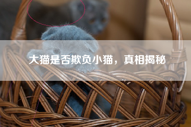 大猫是否欺负小猫，真相揭秘