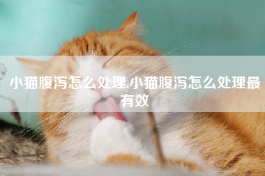 小猫腹泻怎么处理,小猫腹泻怎么处理最有效