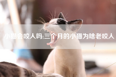 小猫会咬人吗;三个月的小猫为啥老咬人