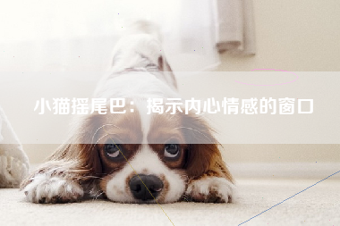 小猫摇尾巴：揭示内心情感的窗口