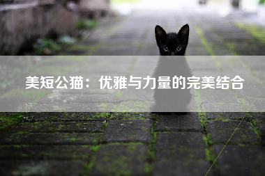 美短公猫：优雅与力量的完美结合