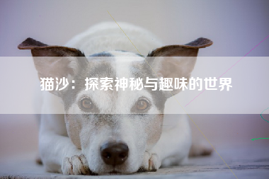 猫沙：探索神秘与趣味的世界