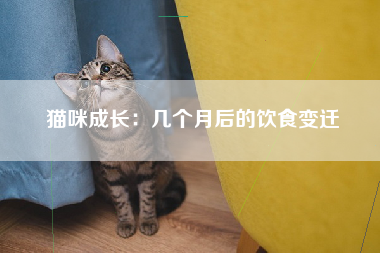 猫咪成长：几个月后的饮食变迁