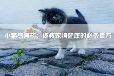 小猫感冒药：拯救宠物健康的必备良方