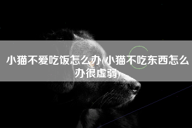 小猫不爱吃饭怎么办(小猫不吃东西怎么办很虚弱)