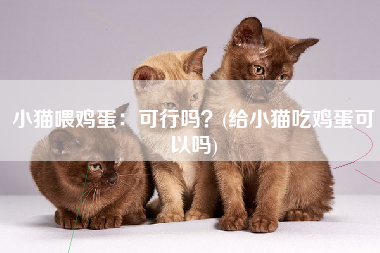 小猫喂鸡蛋：可行吗？(给小猫吃鸡蛋可以吗)