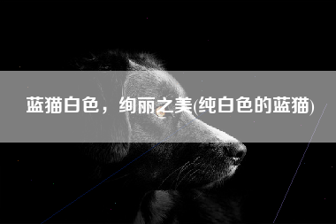 蓝猫白色，绚丽之美(纯白色的蓝猫)