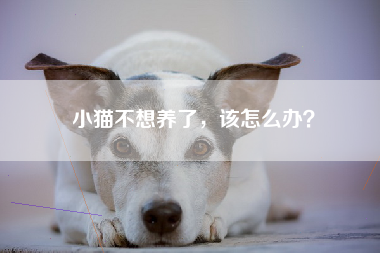 小猫不想养了，该怎么办？