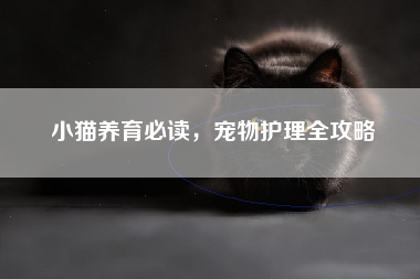 小猫养育必读，宠物护理全攻略