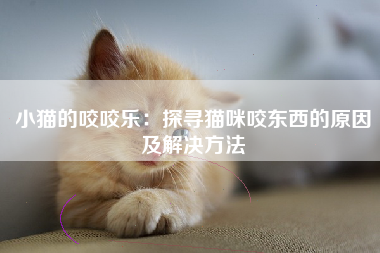 小猫的咬咬乐：探寻猫咪咬东西的原因及解决方法