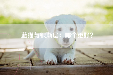 蓝猫与银渐层：哪个更好？