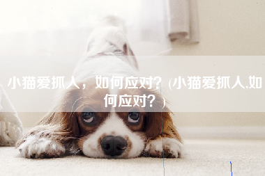 小猫爱抓人，如何应对？(小猫爱抓人,如何应对？)