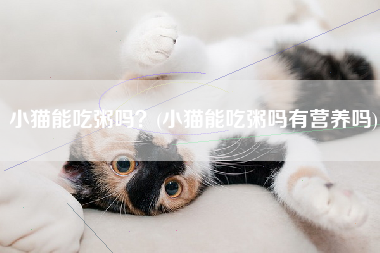 小猫能吃粥吗？(小猫能吃粥吗有营养吗)