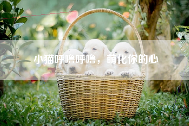 小猫呼噜呼噜，萌化你的心