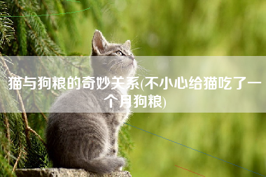 猫与狗粮的奇妙关系(不小心给猫吃了一个月狗粮)