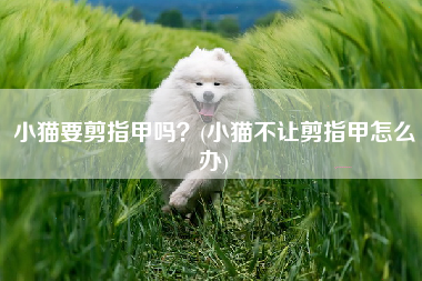 小猫要剪指甲吗？(小猫不让剪指甲怎么办)