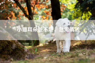 小猫耳朵脏不堪，急需清洁