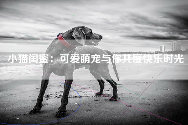 小猫闺蜜：可爱萌宠与你共度快乐时光