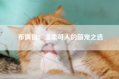 布偶猫：温柔可人的萌宠之选