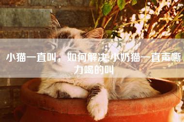 小猫一直叫，如何解决;小奶猫一直声嘶力竭的叫