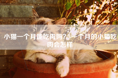 小猫一个月能吃肉吗？-一个月的小猫吃肉会怎样