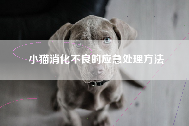 小猫消化不良的应急处理方法