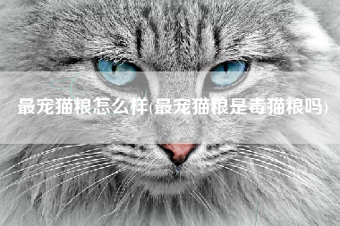 最宠猫粮怎么样(最宠猫粮是毒猫粮吗)