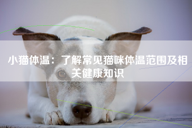 小猫体温：了解常见猫咪体温范围及相关健康知识