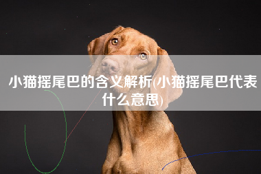 小猫摇尾巴的含义解析(小猫摇尾巴代表什么意思)