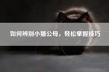 如何辨别小猫公母，轻松掌握技巧