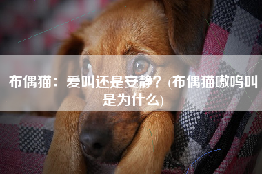 布偶猫：爱叫还是安静？(布偶猫嗷呜叫是为什么)