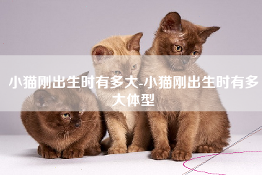 小猫刚出生时有多大-小猫刚出生时有多大体型