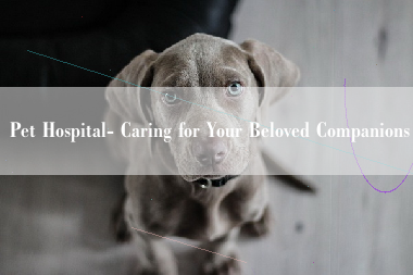 Pet Hospital- Caring for Your Beloved Companions