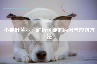 小猫吐黄水：解析可能的原因与应对方法