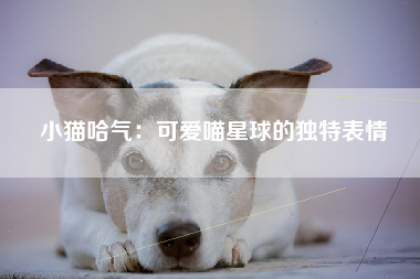 小猫哈气：可爱喵星球的独特表情