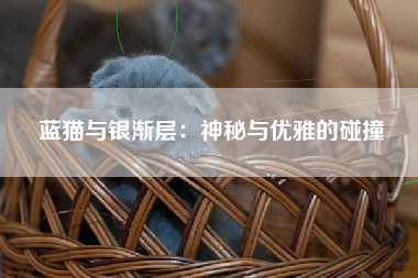 蓝猫与银渐层：神秘与优雅的碰撞